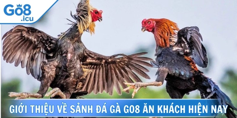 Đá gà Go8 là lựa chọn hàng đầu cho dân cá cược yêu thích chọi kê