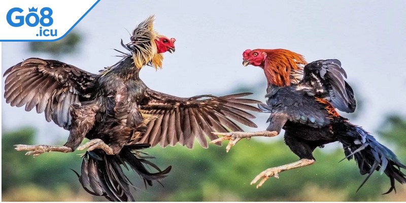Đá gà Go8 là lựa chọn hàng đầu cho dân cá cược yêu thích chọi kê
