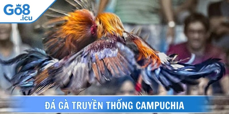 Đá gà truyền thống Campuchia thường kéo dài từ 10 đến 30 phút