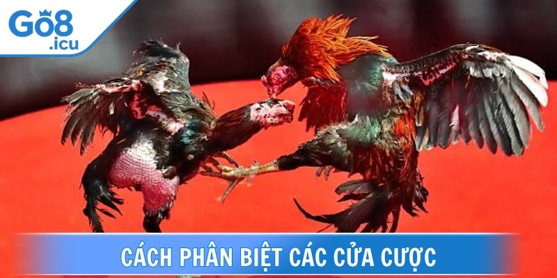 Đá gà trực tuyến có nhiều cửa cược như BDD, Wala, Meron