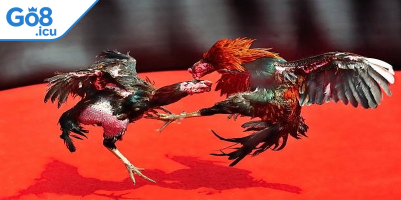 Đá gà trực tuyến có nhiều cửa cược như BDD, Wala, Meron