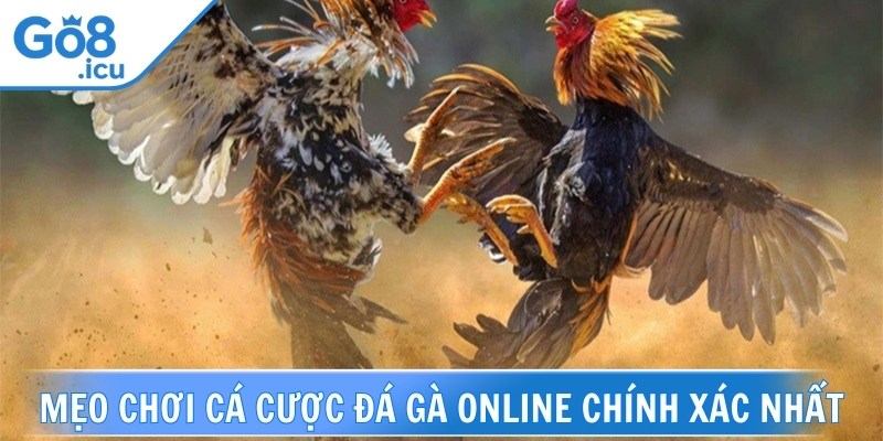 Đặt cược thông minh là chìa khóa để tồn tại lâu dài trong đá gà online