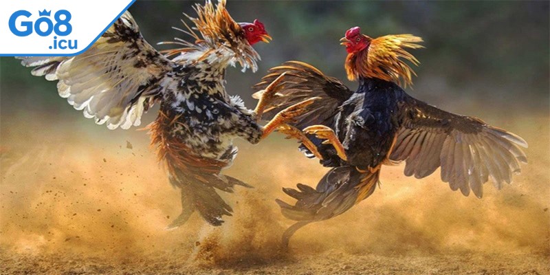Đặt cược thông minh là chìa khóa để tồn tại lâu dài trong đá gà online