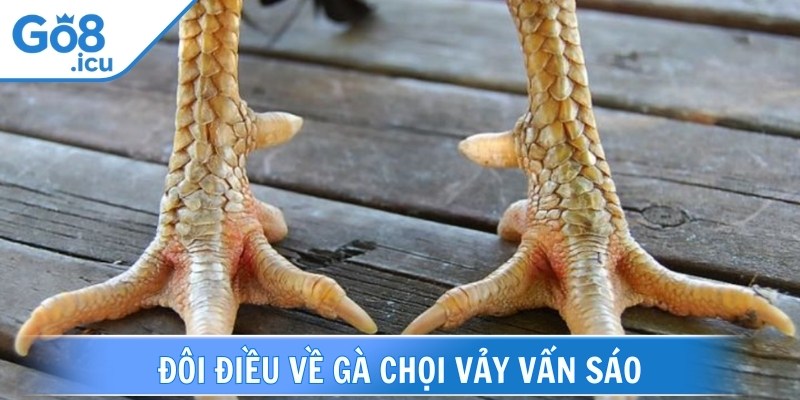 Gà chọi vảy vấn sáo là loại gà mang trên mình những chiến vảy chân như chim sáo