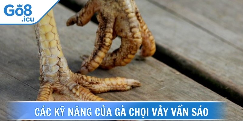 Các kỹ năng của gà chọi vảy vấn sáo