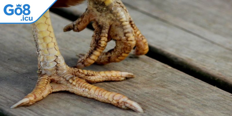 Các kỹ năng của gà chọi vảy vấn sáo