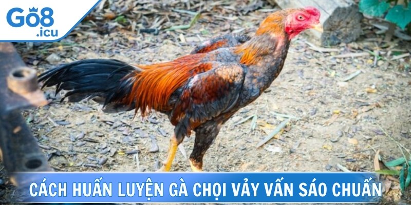 Cần bổ sung chế độ dinh dưỡng lành mạnh cho gà chiến