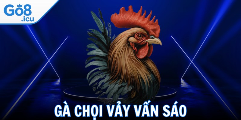Gà Chọi Vảy Vấn Sáo - Bật Mí Chi Tiết Cách Huấn Luyện