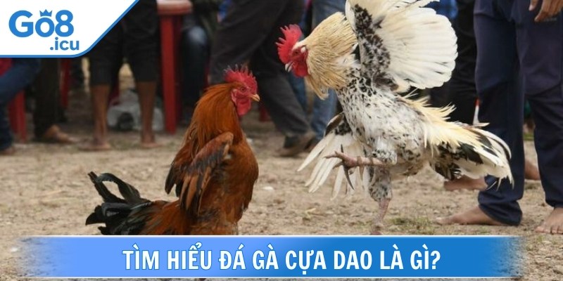 Đá gà cựa dao là hình thức thi đấu giữa 2 chiến kê có gắn vũ khí