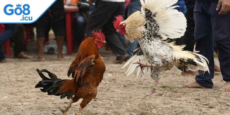 Đá gà cựa dao là hình thức thi đấu giữa 2 chiến kê có gắn vũ khí
