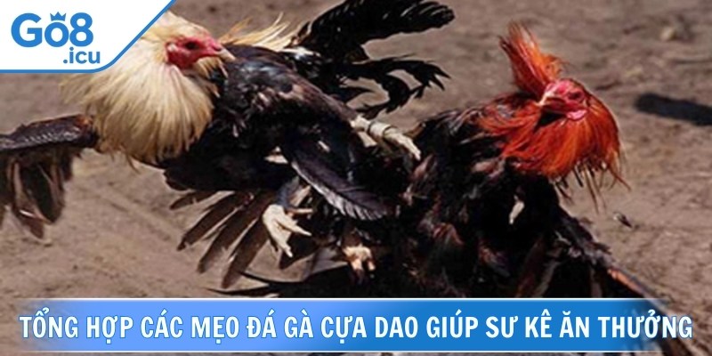 Mẹo đá gà cựa dao là chọn giống gà chuẩn để ra sân hiệu quả