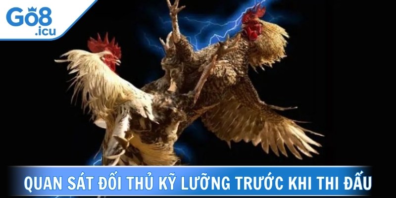 Hãy quan sát đối thủ cẩn thận trước khi gà chiến ra sân