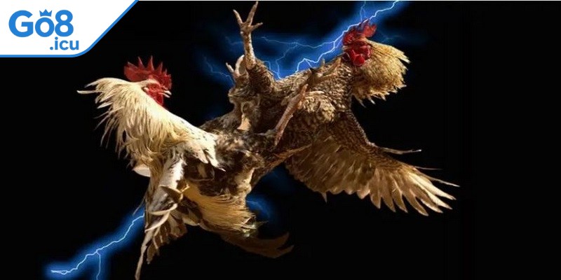Hãy quan sát đối thủ cẩn thận trước khi gà chiến ra sân