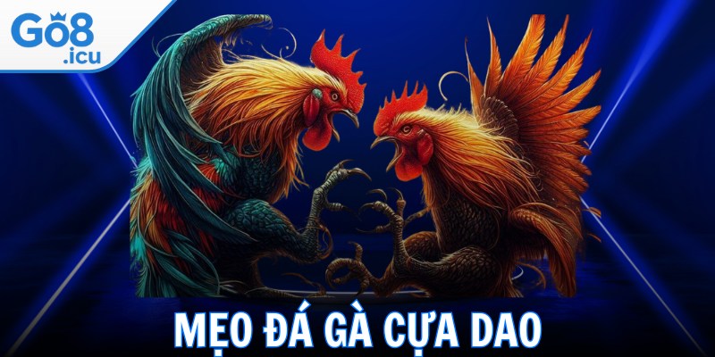 Mẹo Đá Gà Cựa Dao Giúp Sư Kê Tăng Cơ Hội Thắng Trận
