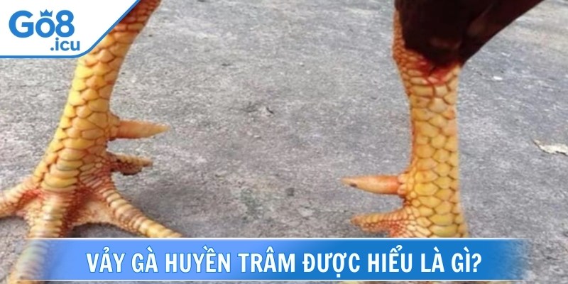Vảy gà huyền trâm được biết đến là một lớp áo giáp ở bên ngoài