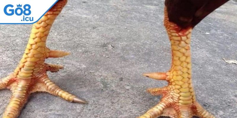 Vảy gà huyền trâm được biết đến là một lớp áo giáp ở bên ngoài 