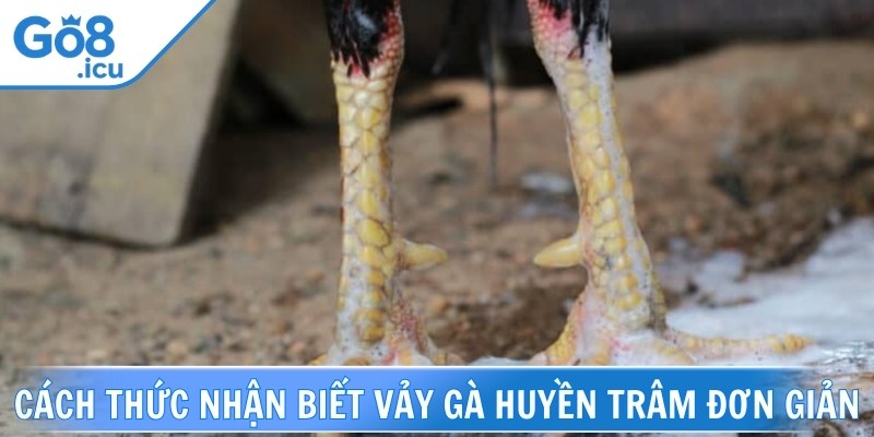 Cách thức nhận biết vảy gà huyền trâm đơn giản