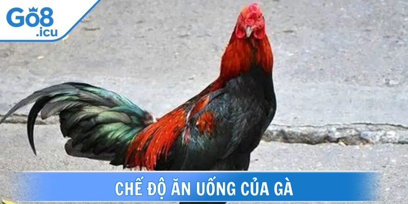 Đảm bảo được một chế độ ăn đầy đủ dinh dưỡng cho gà chiến